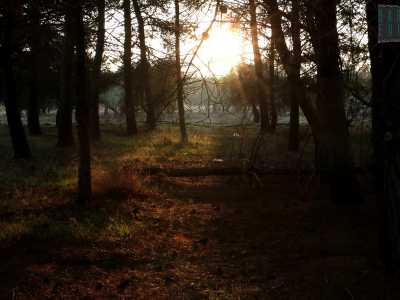 Qui i fusti degli alberi si innalzano piegando verso il centro dell'area verde, creando un inaspettato gioco di luci e ombre